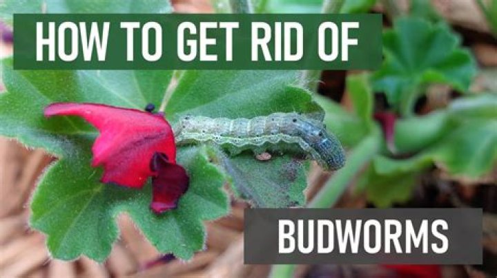 What do bud worms turn into