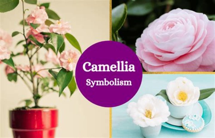 What do camellias symbolize