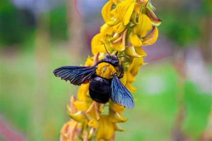 What do carpenter bees like