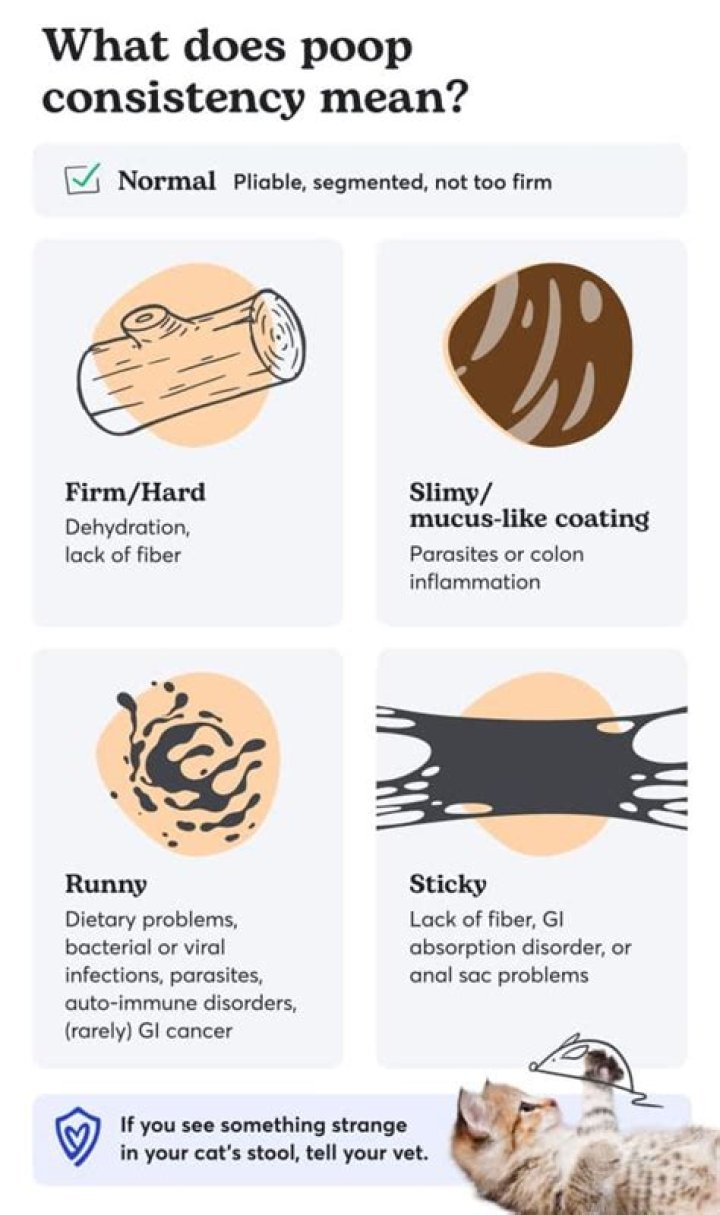 What do Cat feces look like