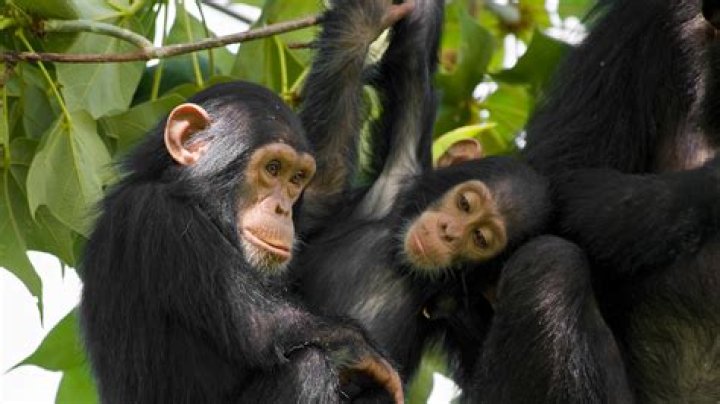 What do chimpanzees live on