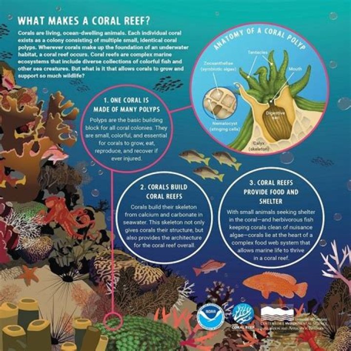 What do coral reefs provide