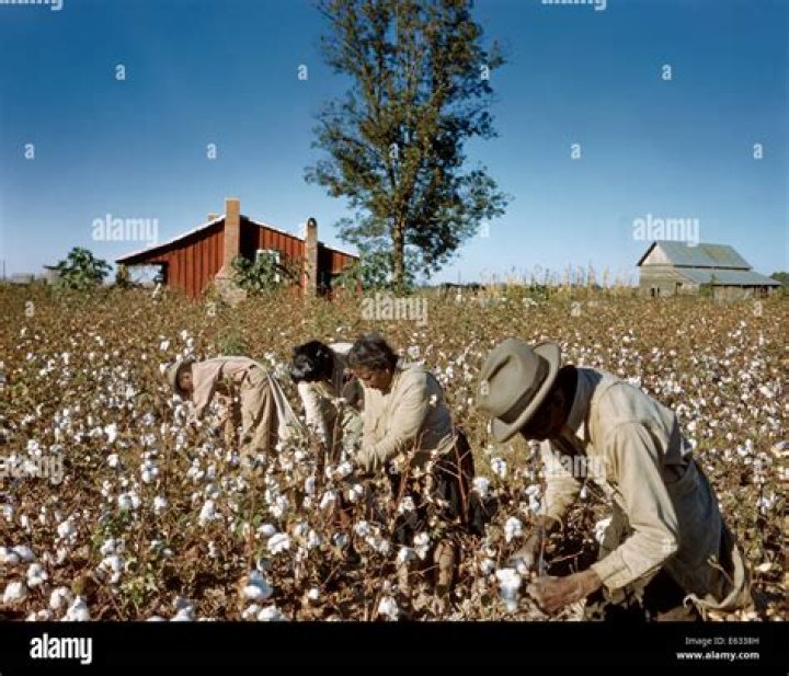 What do cotton pickers pick