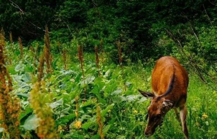 What do deer hate the most