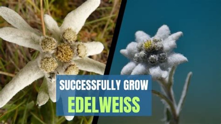 What do Edelweiss look like