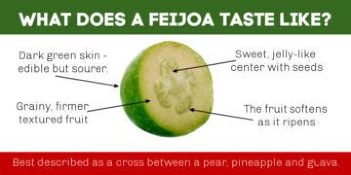 What do Feijoas taste like