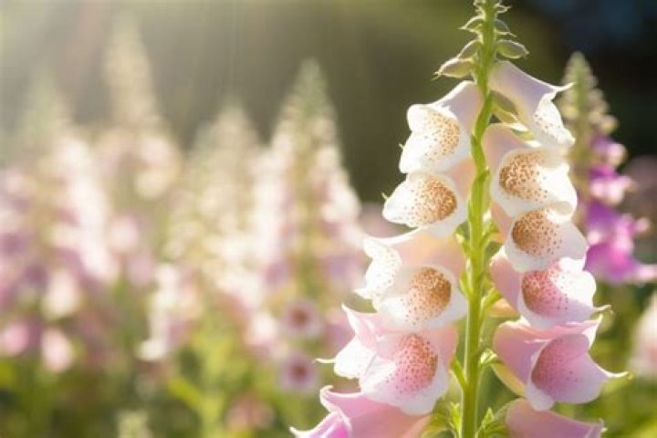 What do foxgloves symbolize