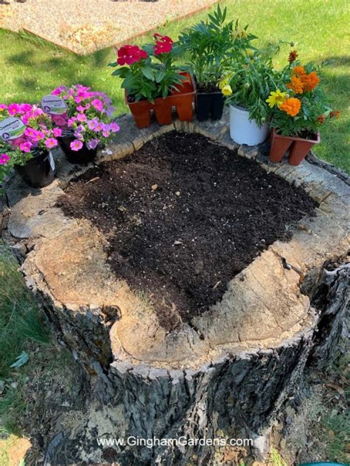 What do I do with ground tree stumps