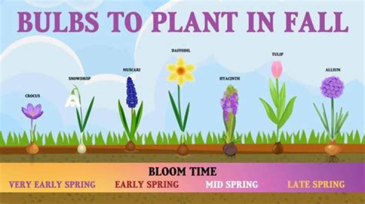 What do I plant in the fall