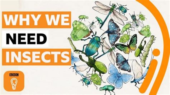 What do insects do when die