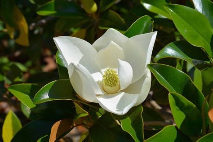 What do Magnolias symbolize