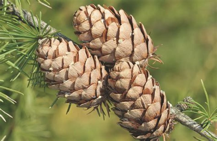 What do male cones contain