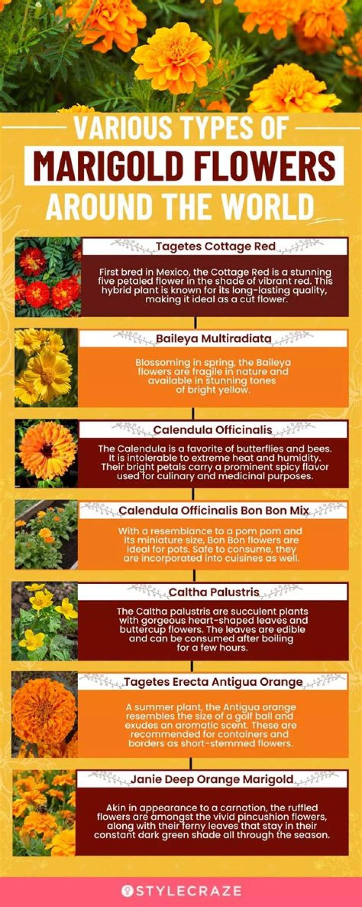 What do marigolds keep away