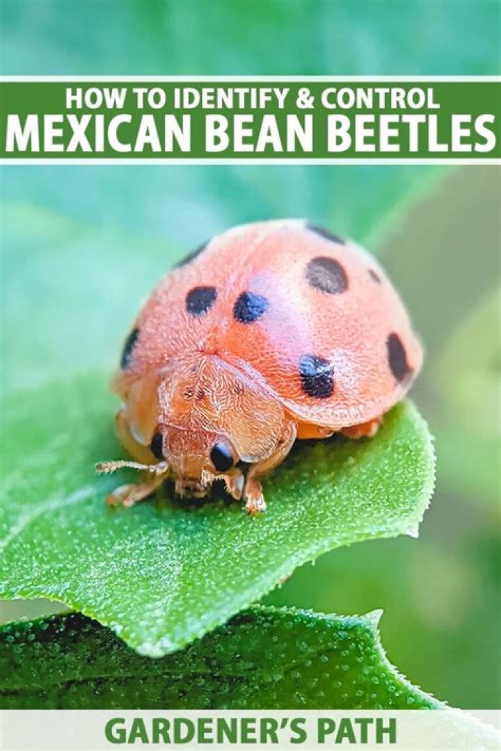 What do Mexican beetles eat