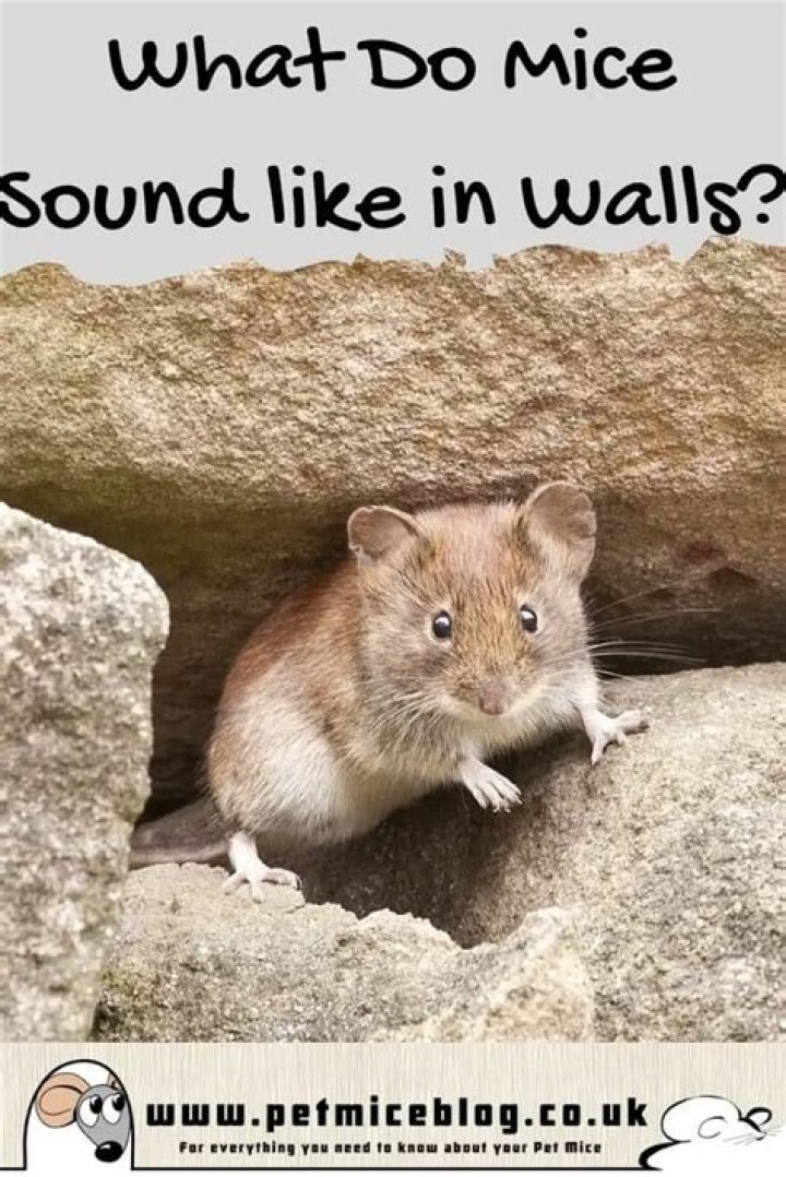 What do mice sound in walls