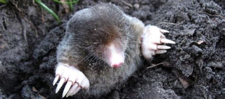 What do moles hate the most