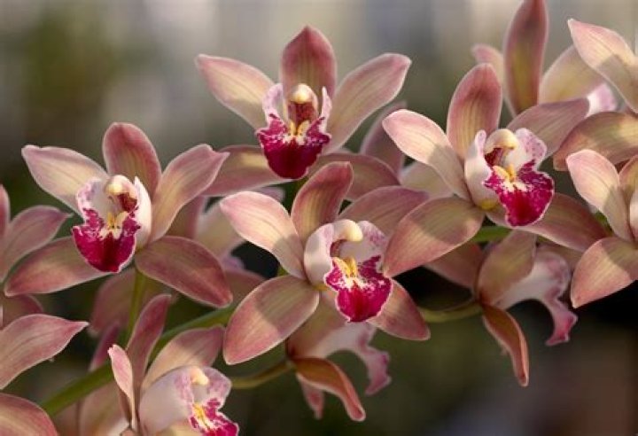What do orchids do at night