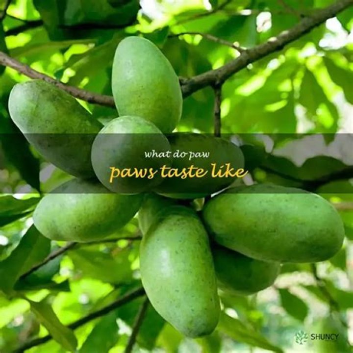 What do paw paws taste like