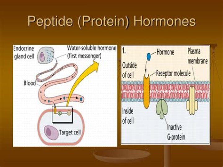What do peptide hormones do