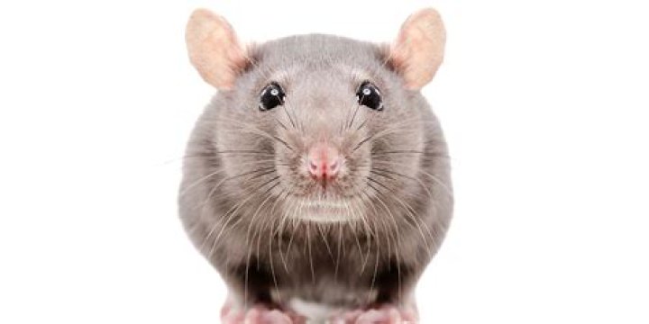 What do rats hate the most