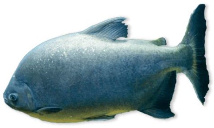 What do ray finned fish eat