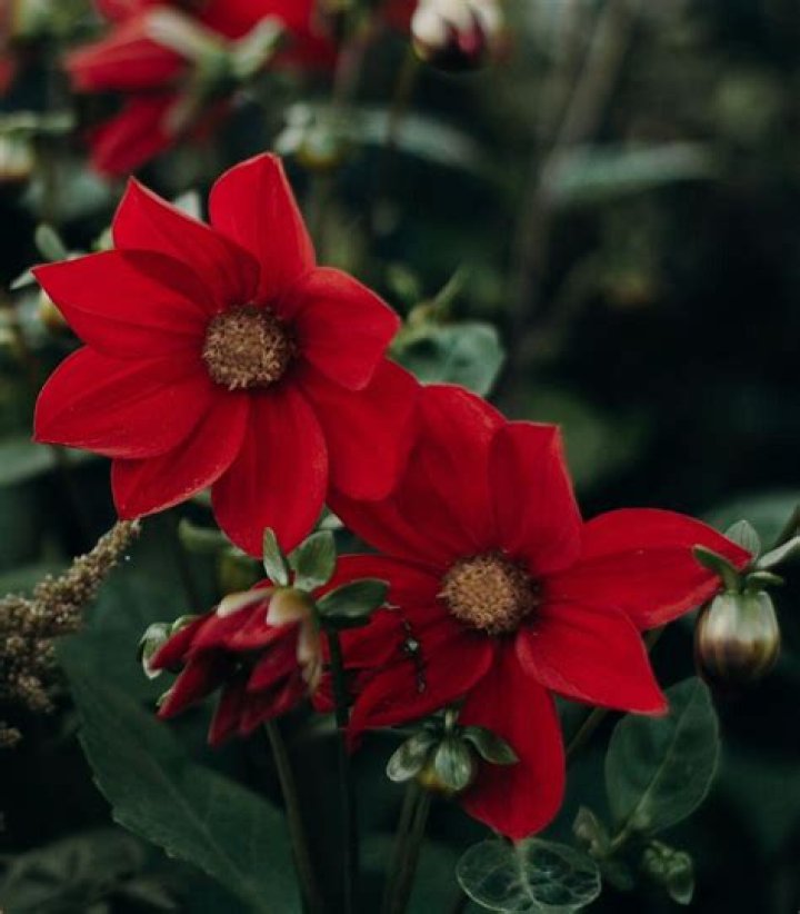 What do red flowers mean