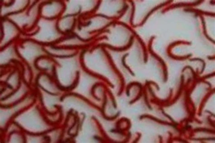 What do red worms turn into