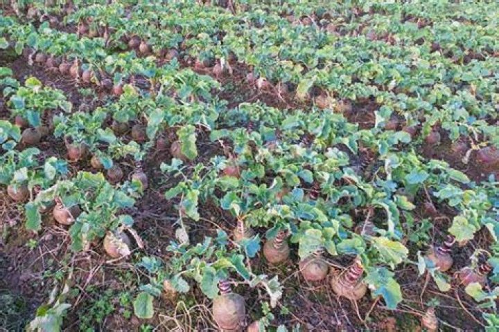 What do rutabaga plants look like