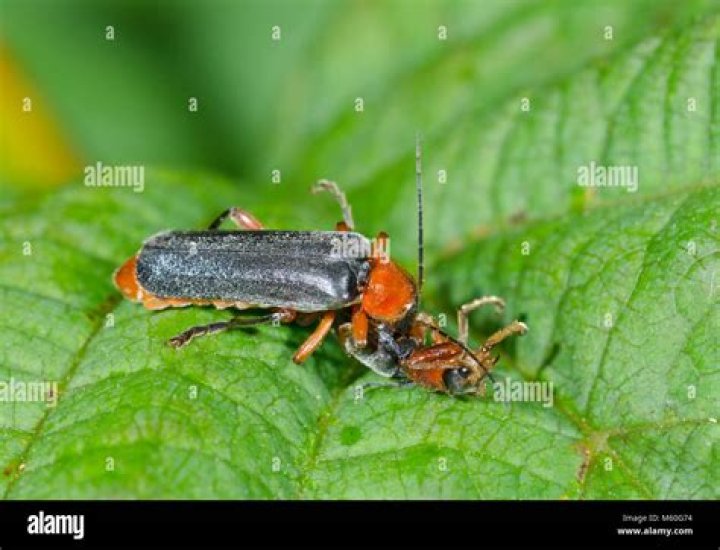 What do soldier beetles eat
