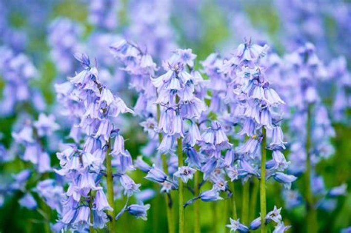 What do Spanish bluebell bulbs look like