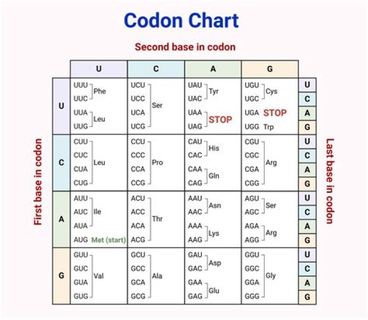 What do the extra codons do