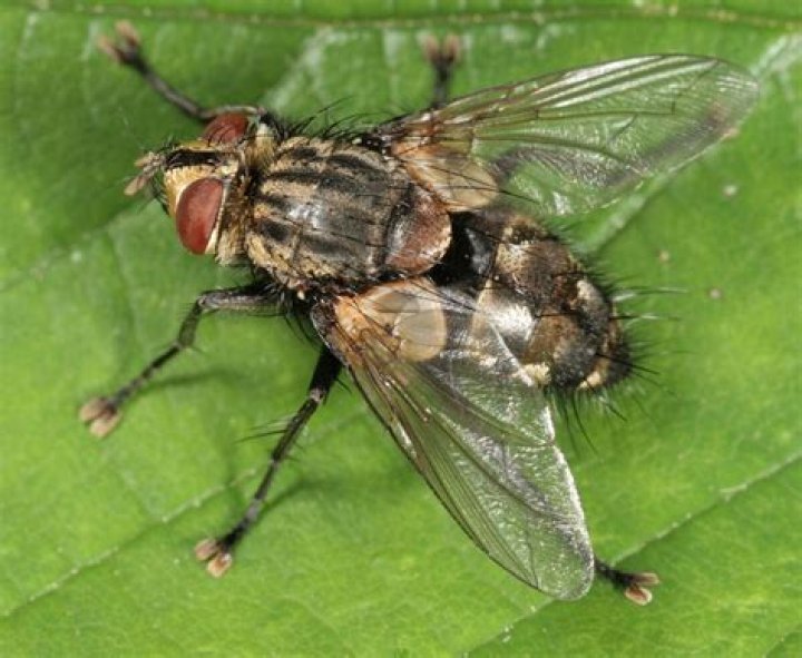 What do Tiger bee flies eat