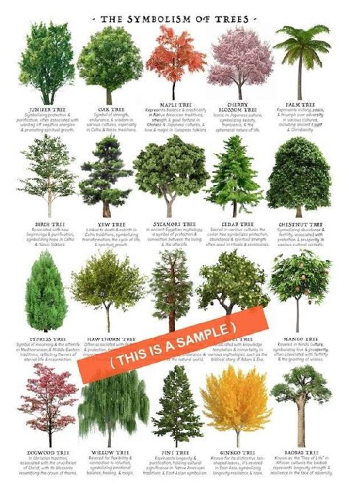 What do trees do in summer