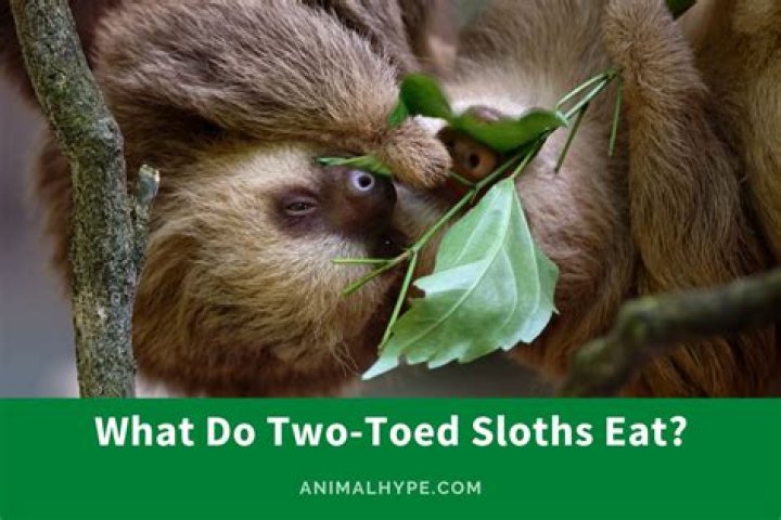 What do two toed sloths eat