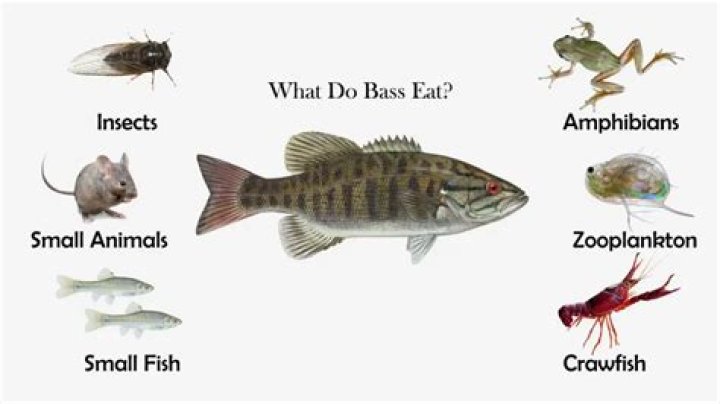 What do white bass like to eat