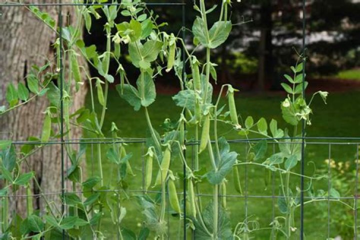 What do wild peas look like