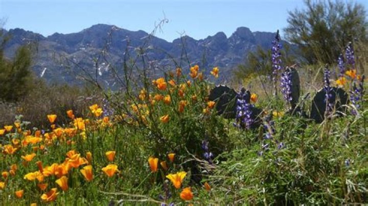 What do wildflowers attract