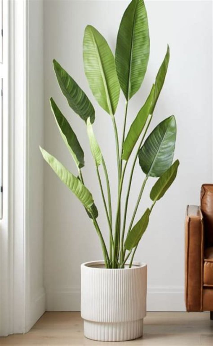 What do you call plant room