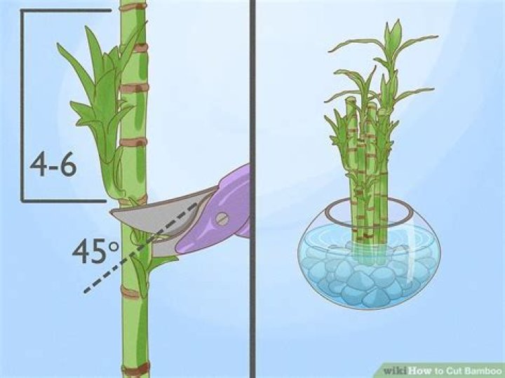 What do you cut bamboo with