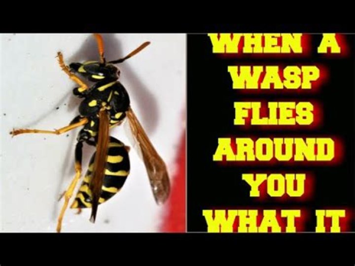 What do you do when a wasp flies around you