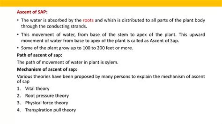 What do you mean by Ascent of SAP and translocation of SAP