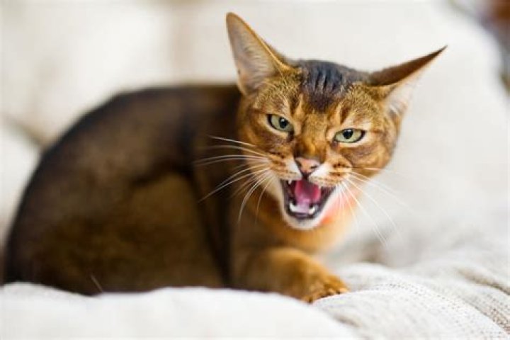 What do you mean by hissing