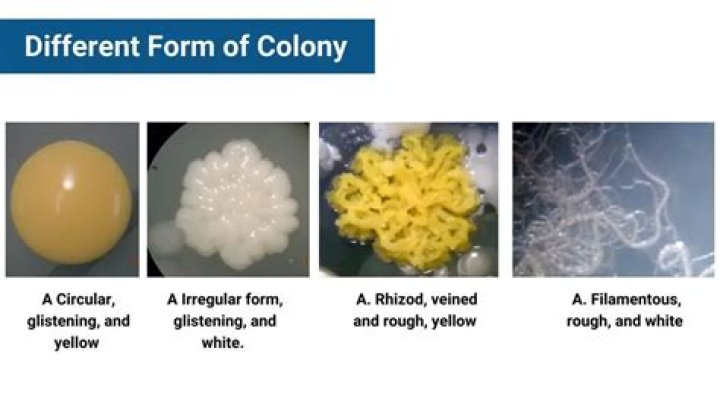 What do you mean by term colony