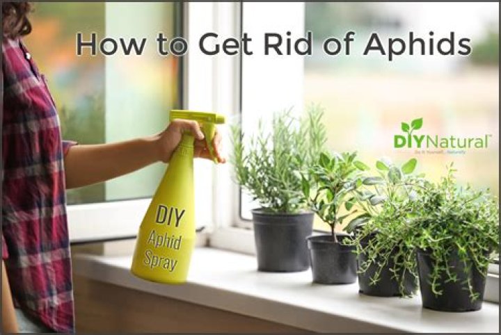 What do you spray on aphids