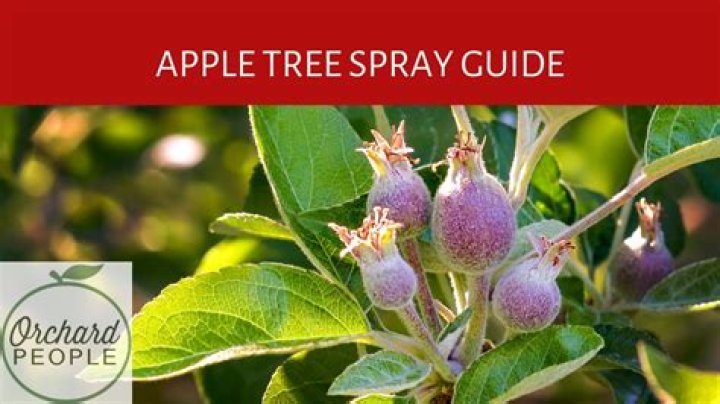 What do you spray on apple trees in spring