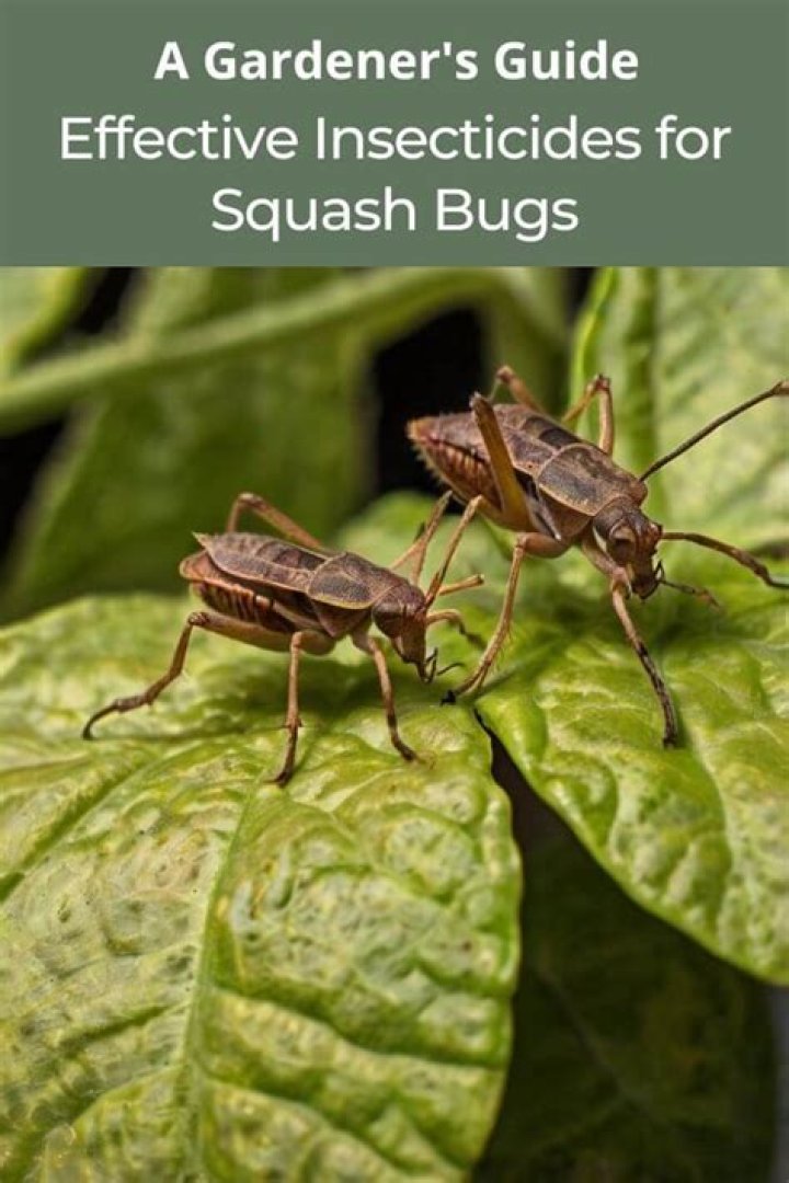What do you spray on squash bugs