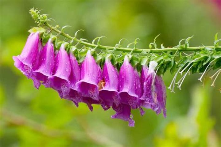 What does a bell flower look like