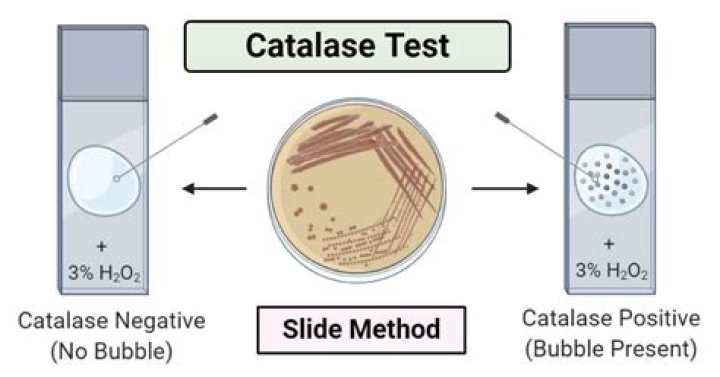 What does a catalase test test for