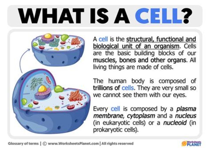 What does a cell consist of