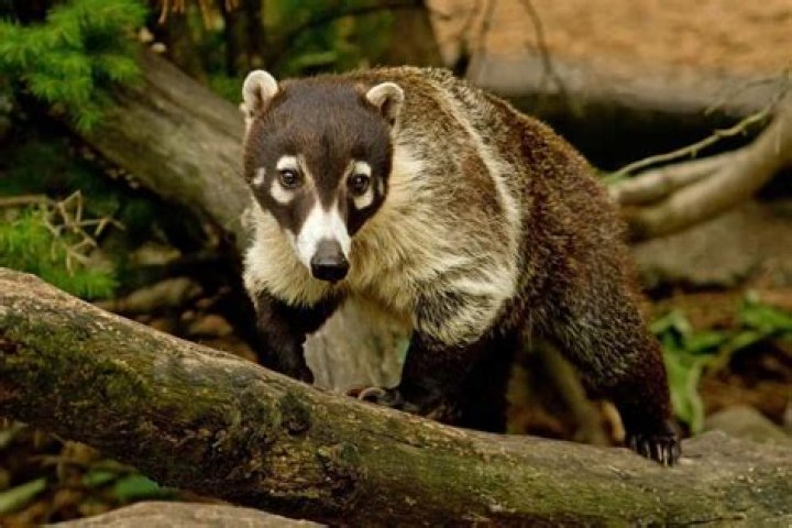 What does a coati look like